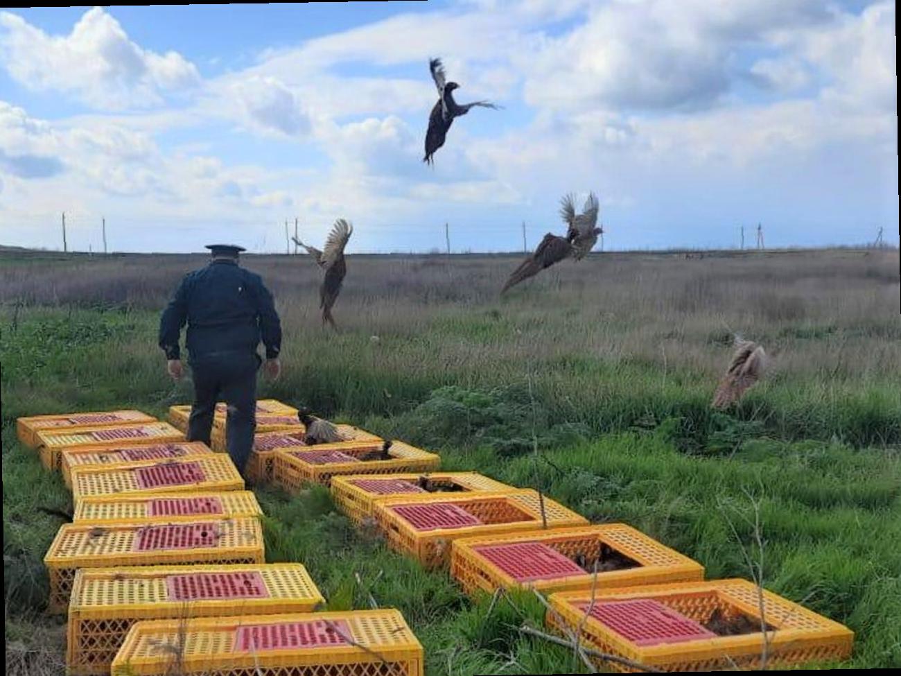 В Темрюкском районе выпустили 200 северокавказских фазанов.