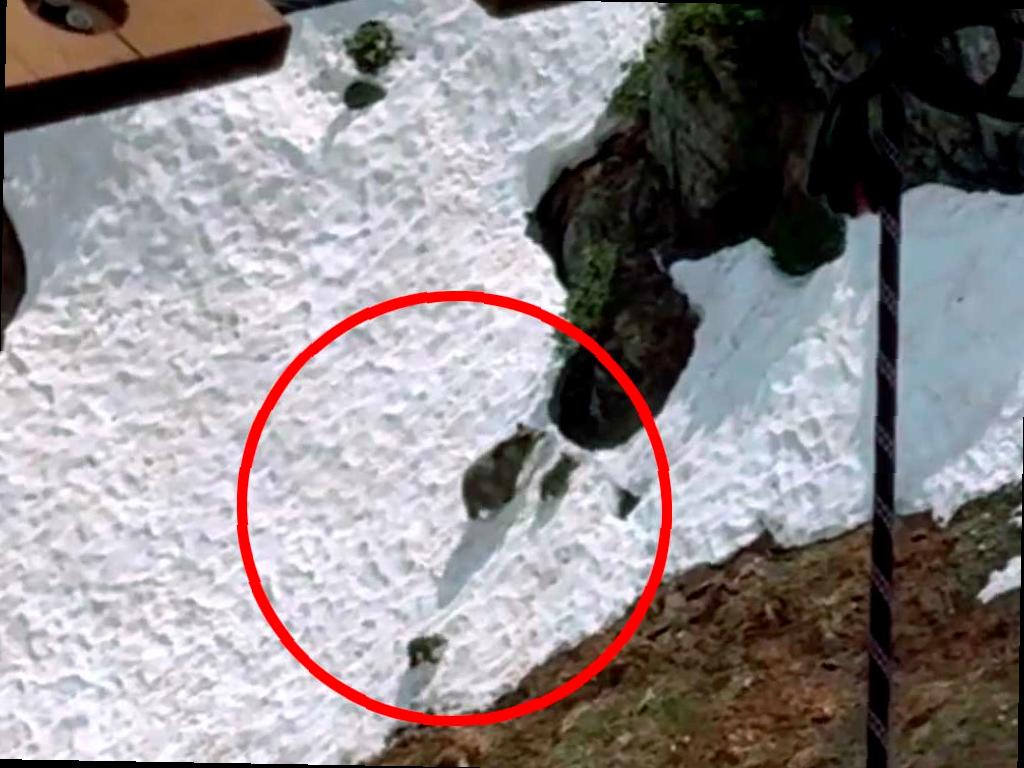 Медведица с медвежатами: кадры из Сочи