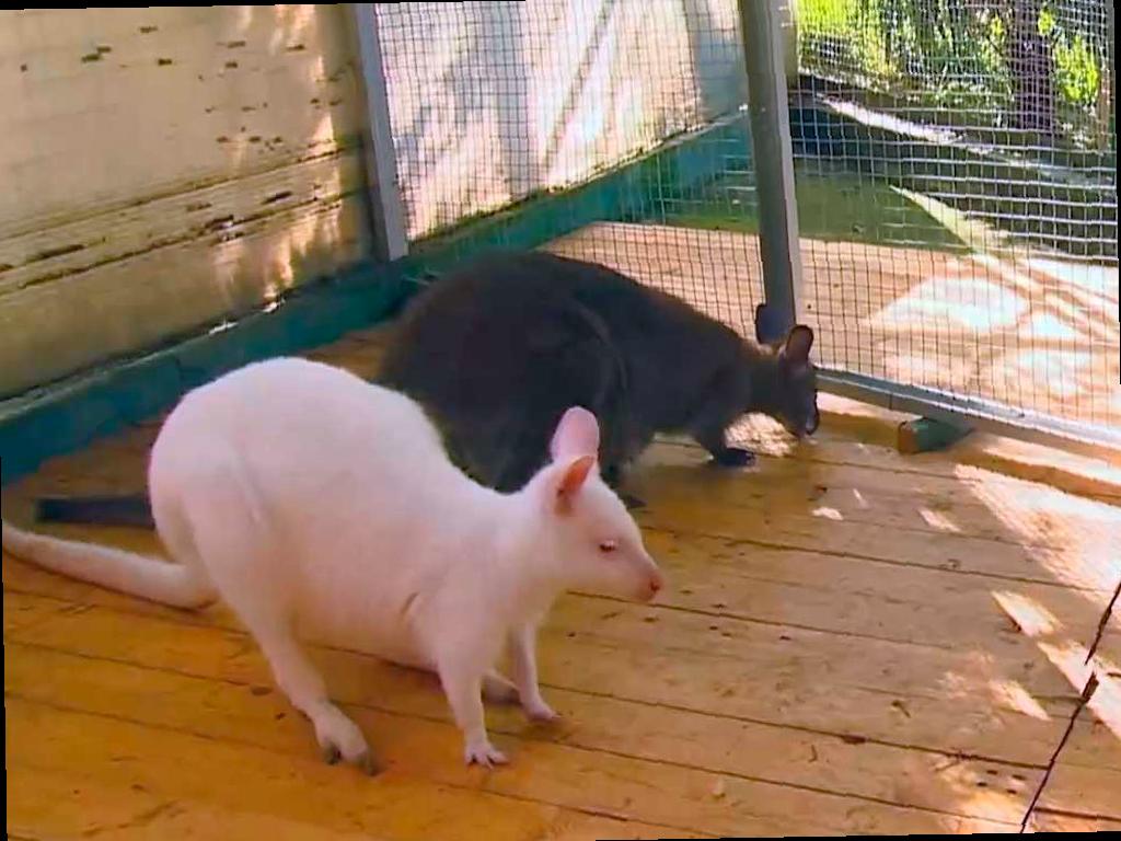 В сочинском зоопарке родился белый кенгурёнок-альбинос