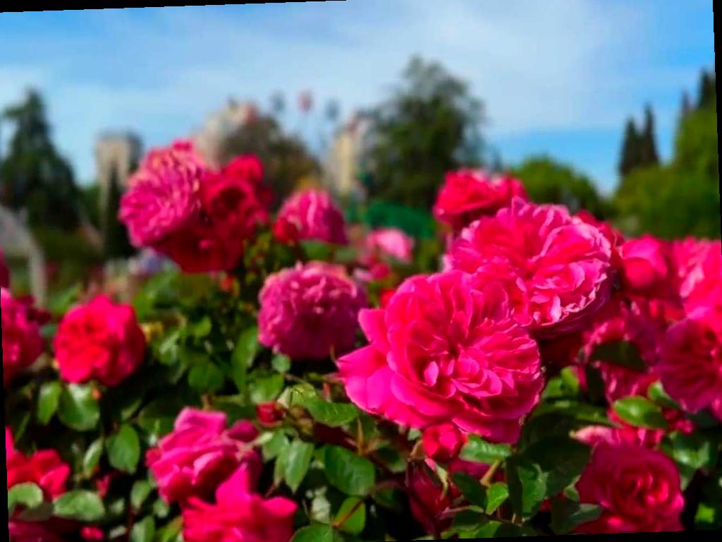 Тысячи роз расцвели в парке «Ривьера» в Сочи