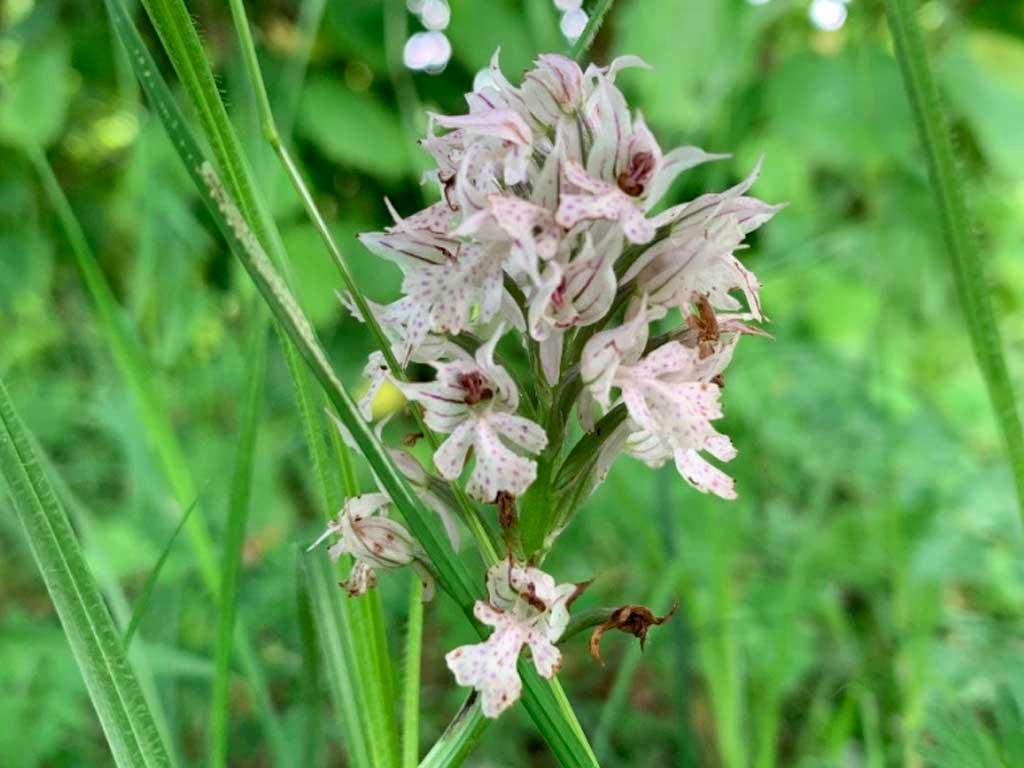 Орхидеи в Сочинском нацпарке: удивительное цветение