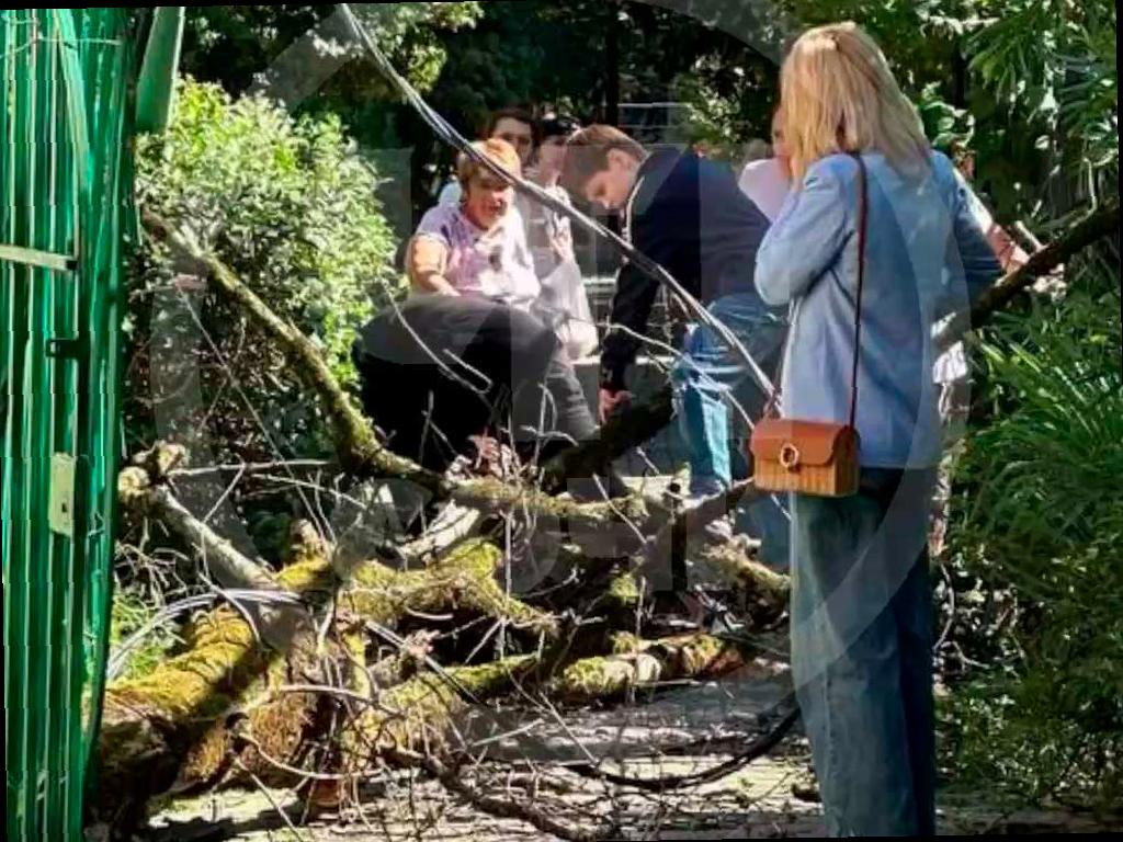 В Сочи женщину чуть не задело упавшим деревом