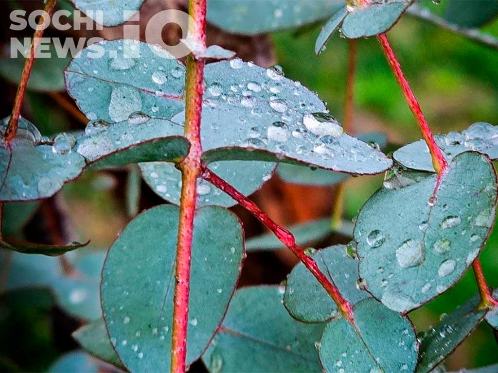 Дожди и грозы ожидаются в конце недели в Сочи