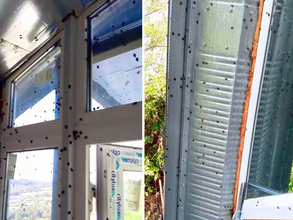 Мраморные клопы атакуют Краснодарский край