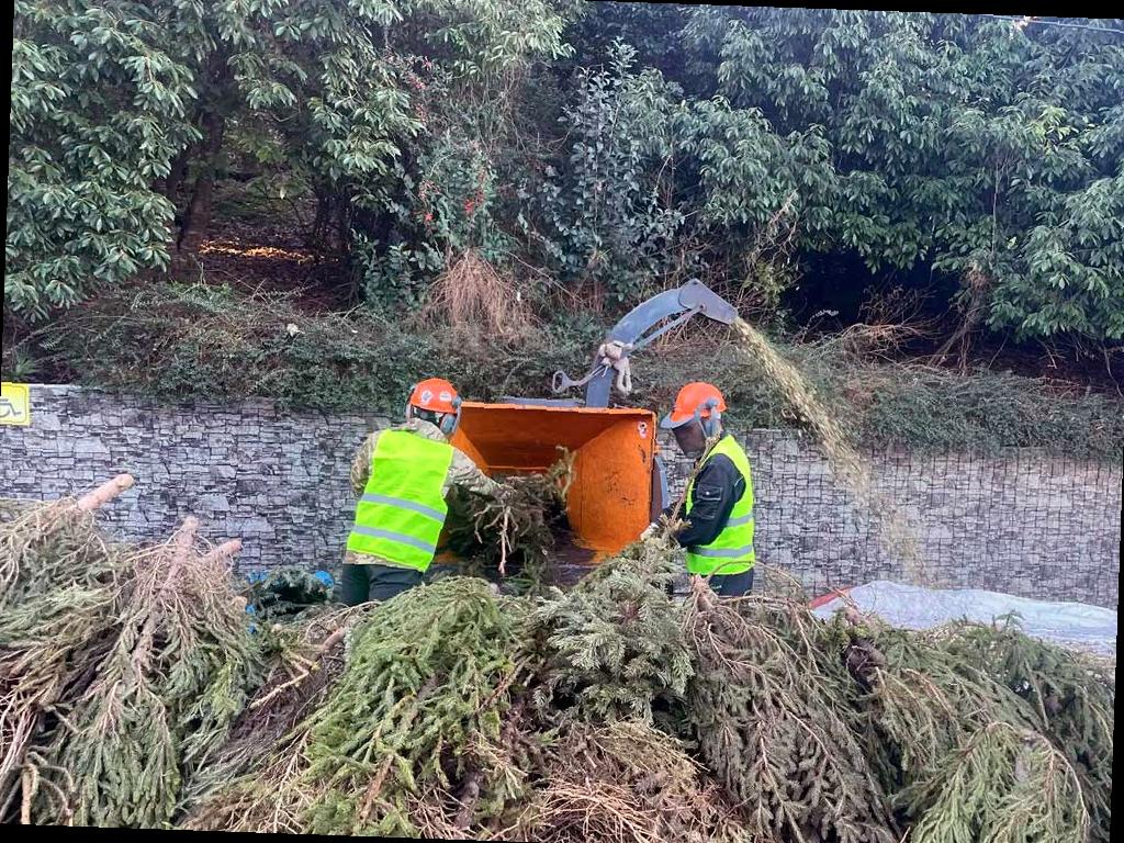 Сочинцы могут отдать свои новогодние елки на переработку