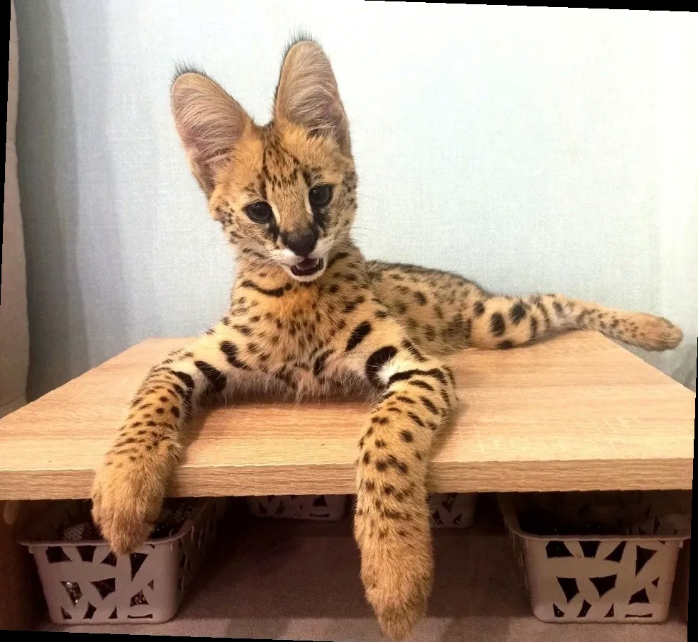 Попытка контрабанды: в Сочи пресекли вывоз редкого сервала с поддельны