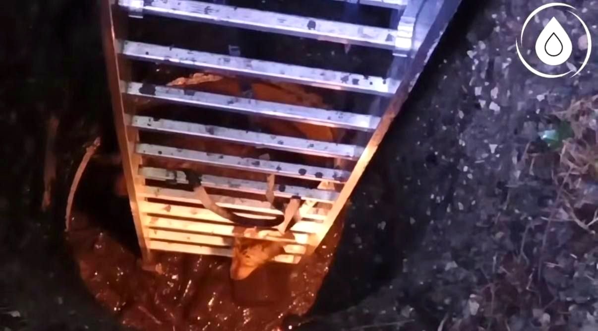 Сотрудники водоканала в Сочи спасли собаку из колодца