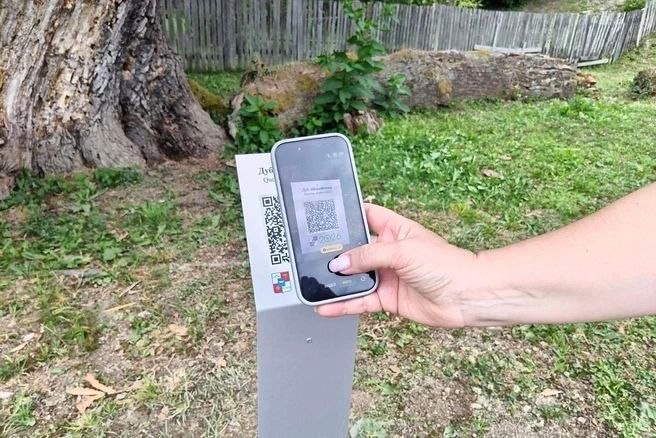 900-летнему иберийскому дубу в Сочи присвоили QR-код