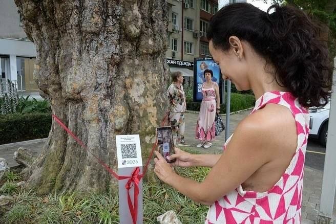 В Сочи внесены три новых дерева-патриарха в реестр